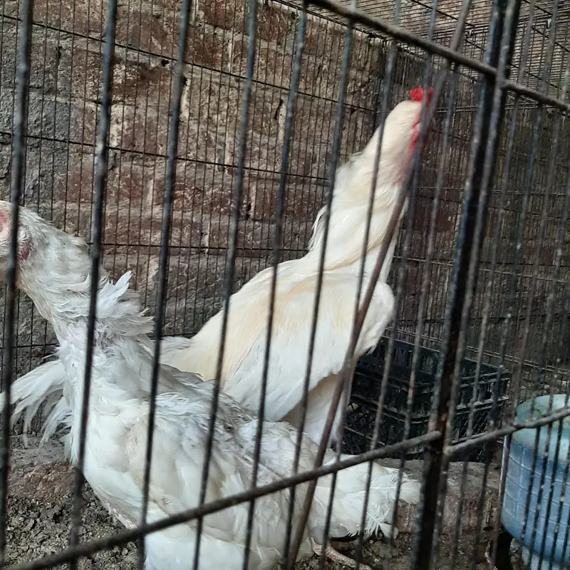 Heera Aseel Egg — photo 3