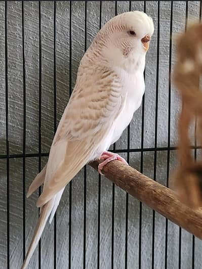 Lacewing Exibition breeder female available