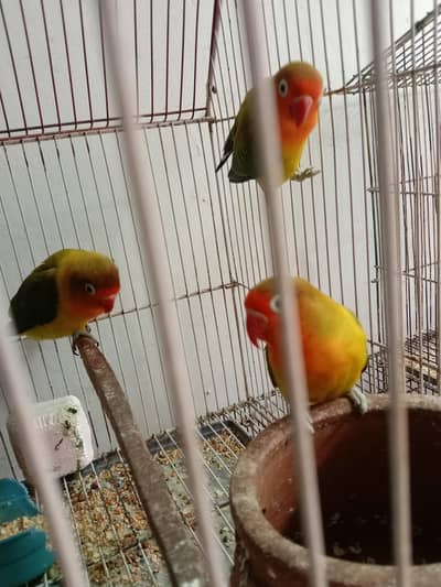 Lovebirds