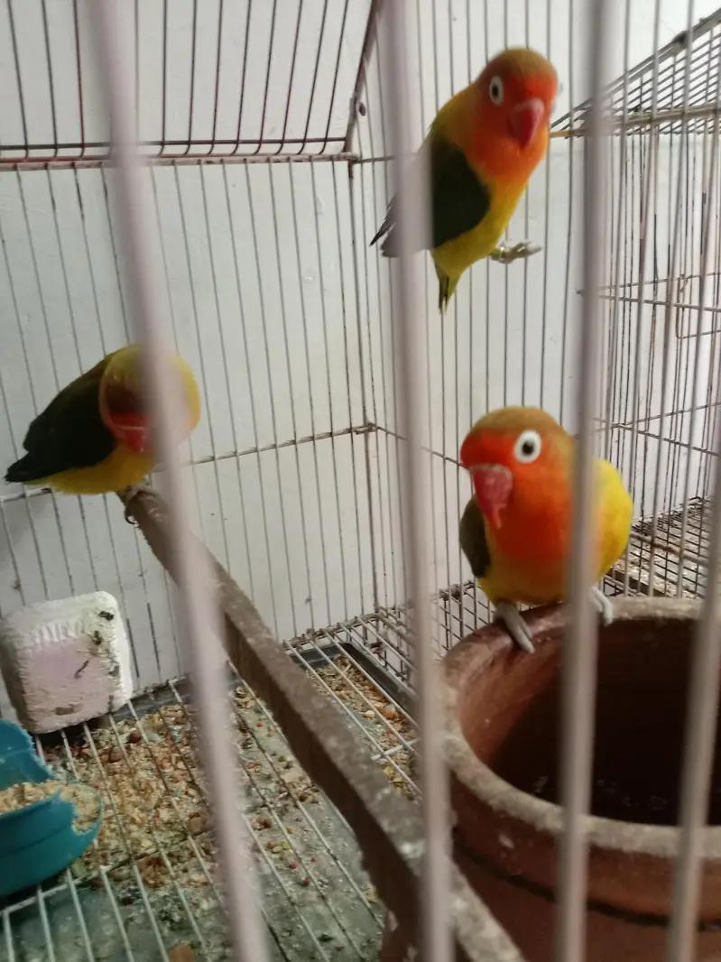 Lovebirds — photo 2