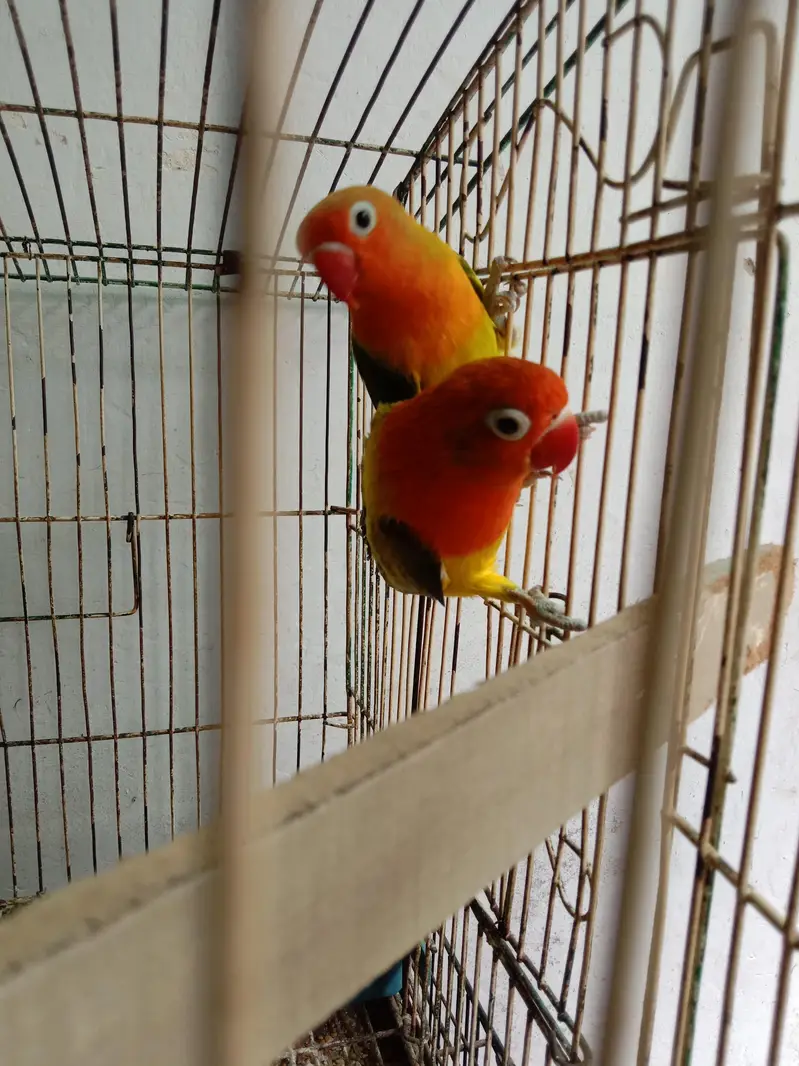 Lovebirds — photo 3
