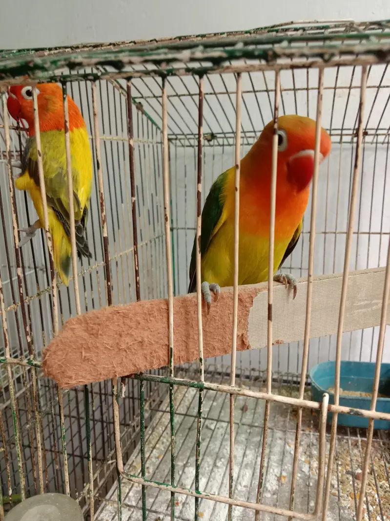Lovebirds — photo 4