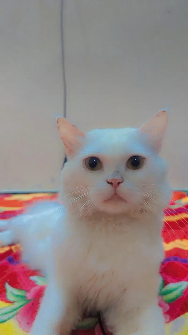 Pure white triple coated Persian Male
