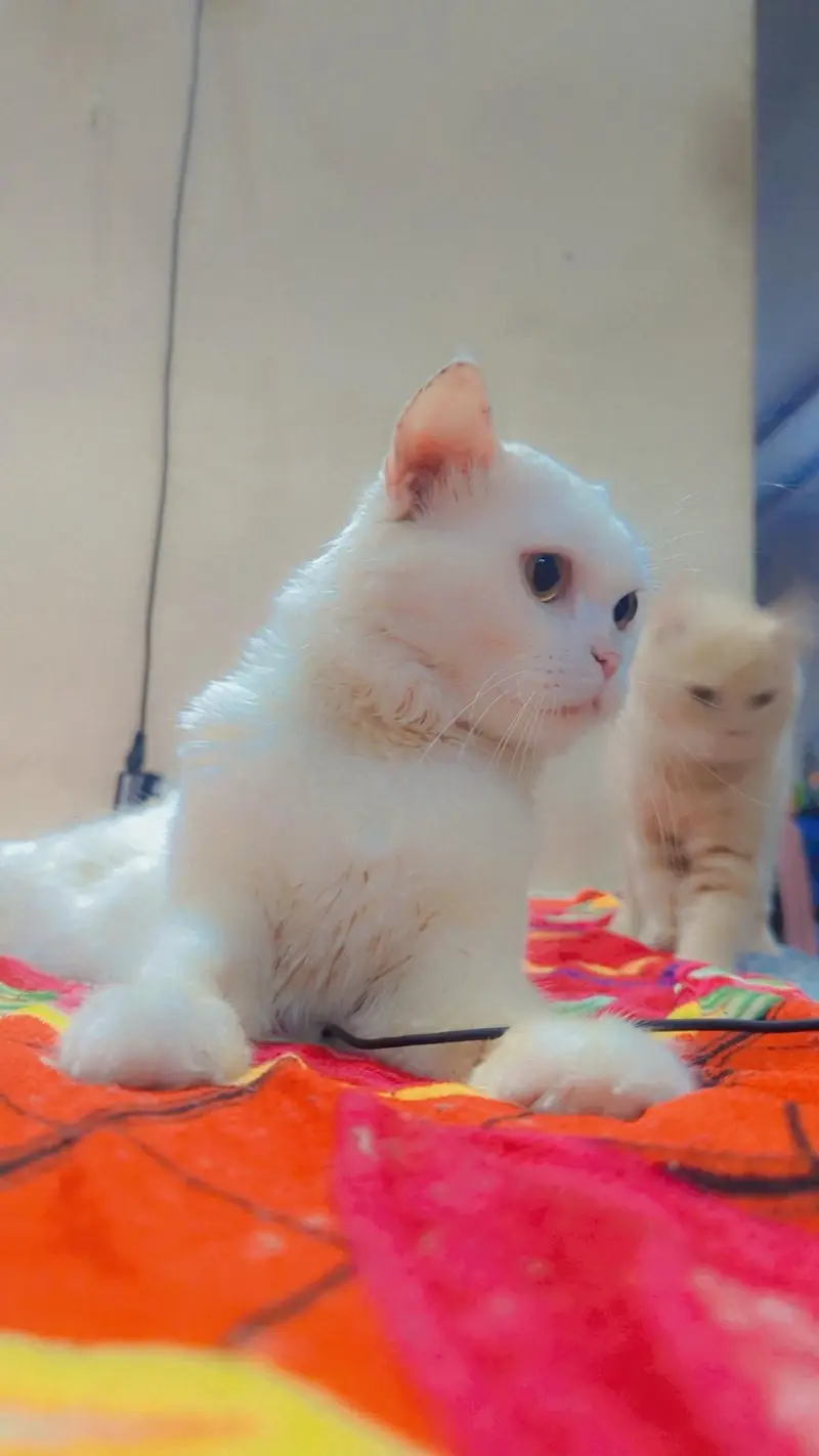 Pure white triple coated Persian Male — photo 2