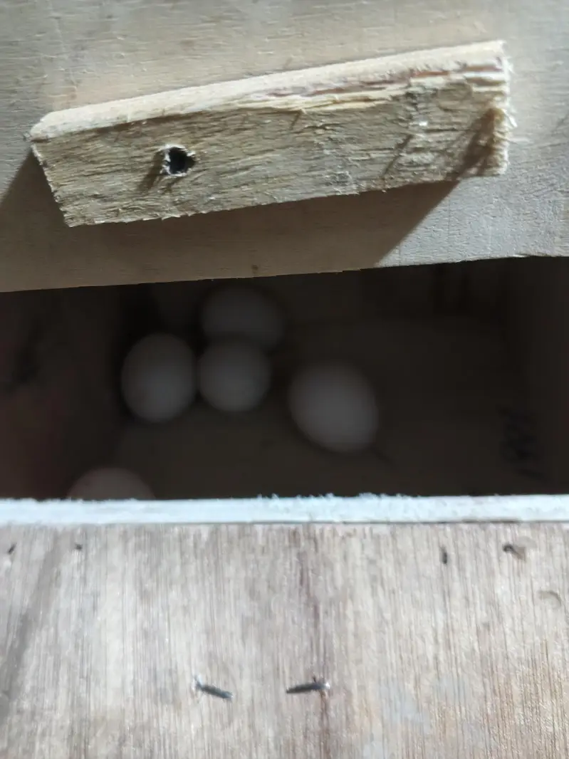 Aseel Pair with eggs — photo 2