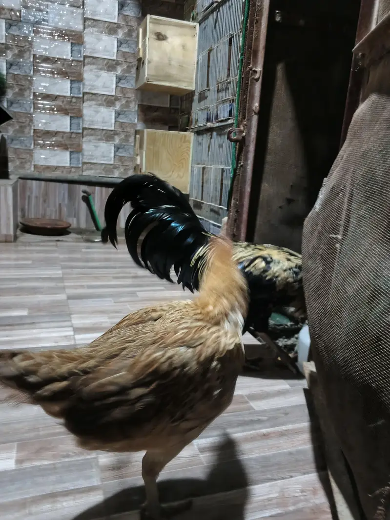 Aseel Pair with eggs — photo 3