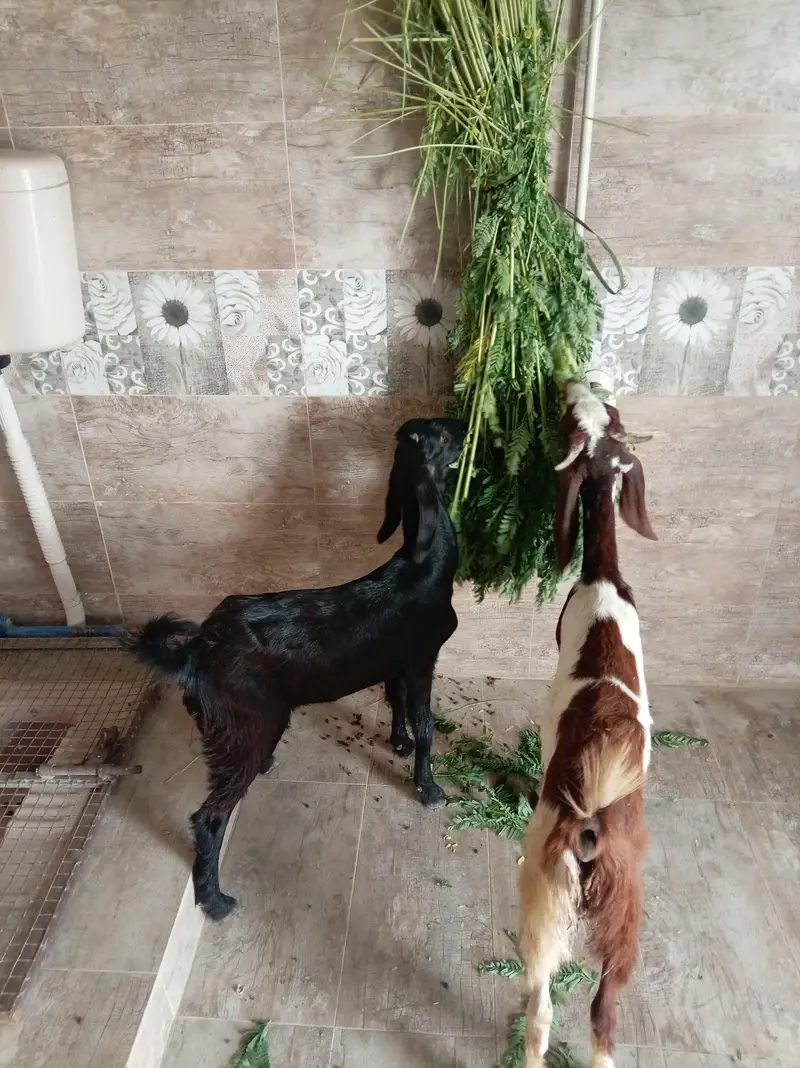 Andu Bakra For Sale — photo 2