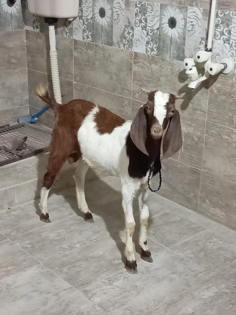 Andu Bakra For Sale — photo 4