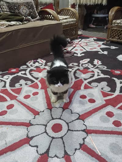 home cat for sale
