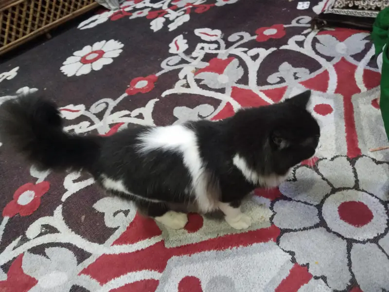 home cat for sale — photo 2