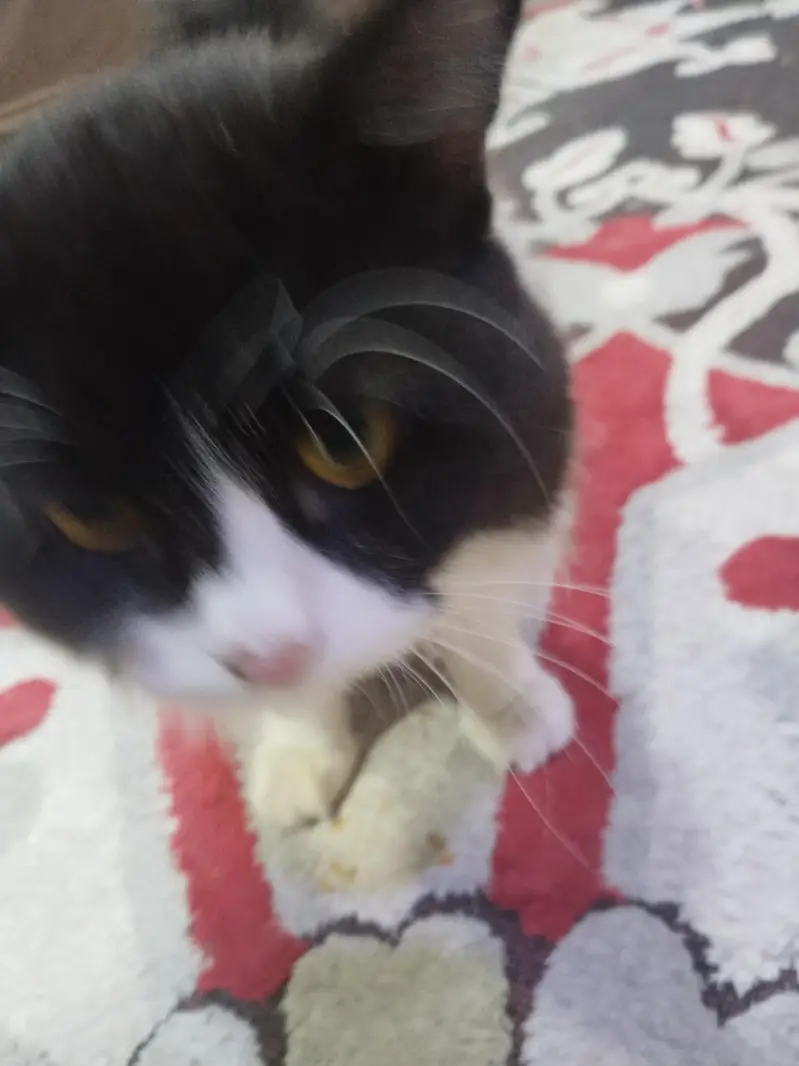 home cat for sale — photo 3