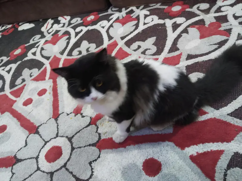 home cat for sale — photo 4