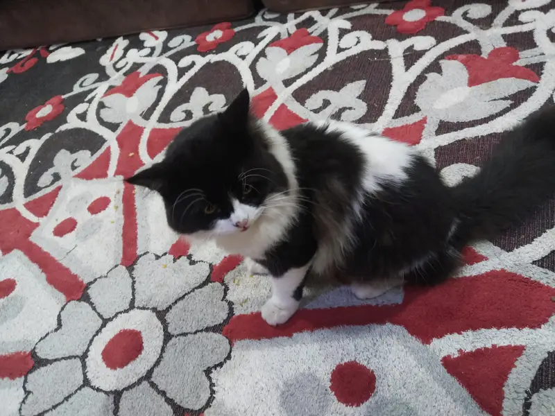 home cat for sale — photo 5