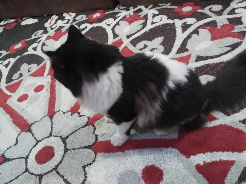 home cat for sale — photo 6