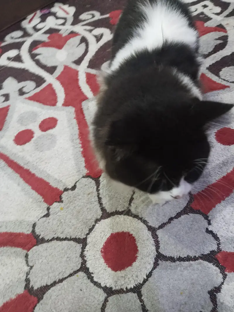 home cat for sale — photo 7