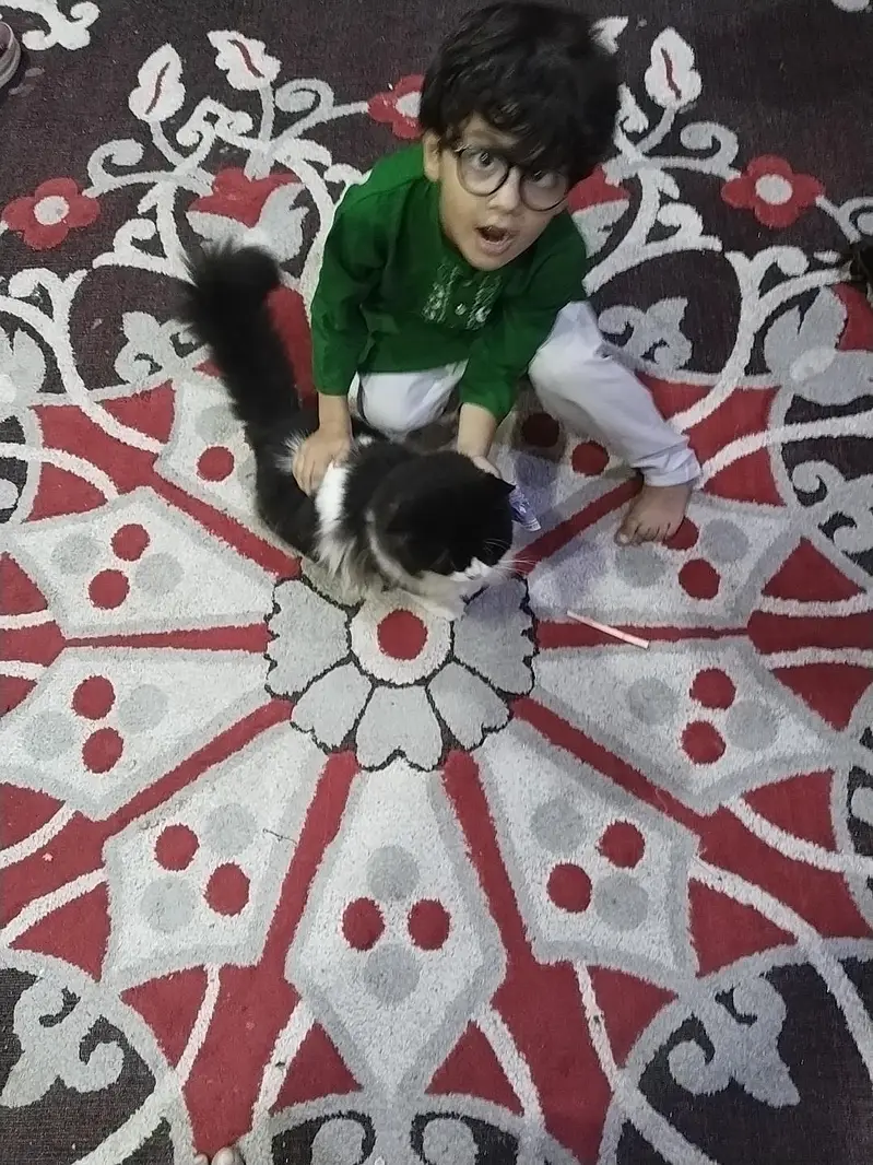 home cat for sale — photo 10