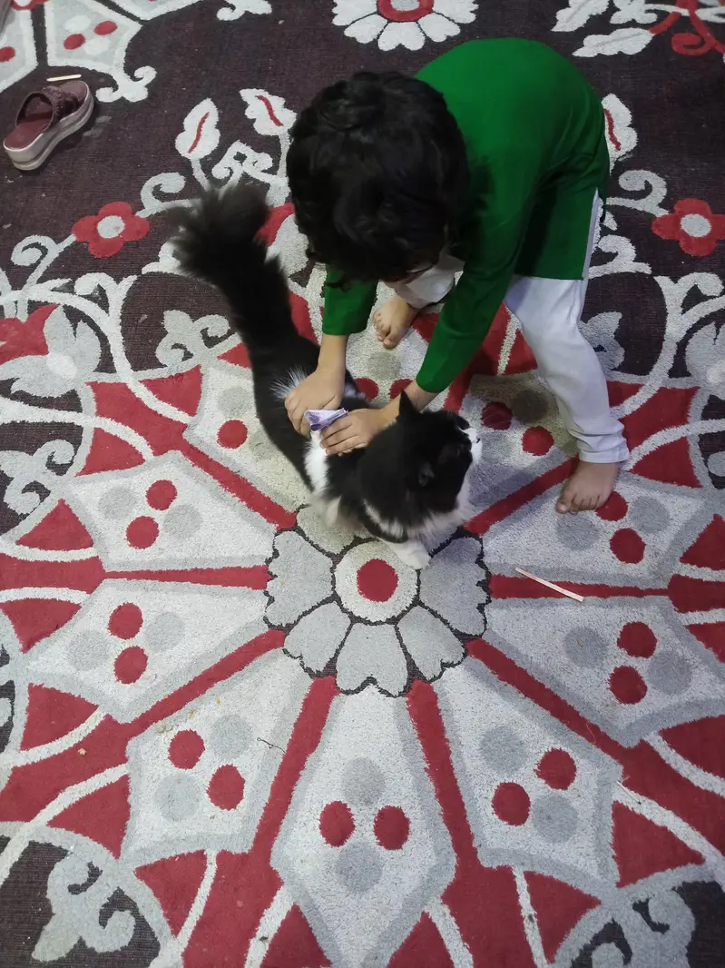 home cat for sale — photo 12