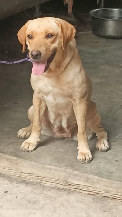 NoN pedigree female for sale