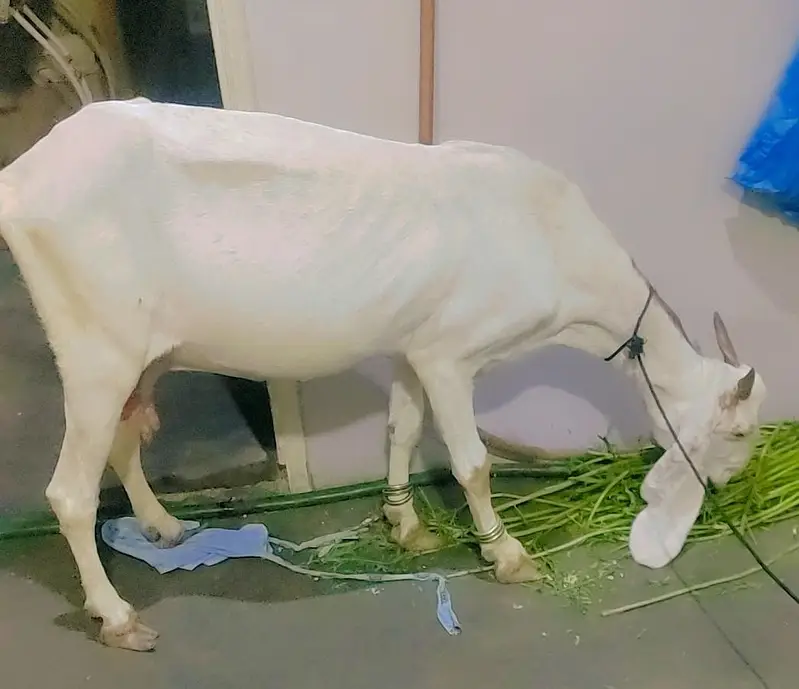 gaban bakri nasli — photo 3