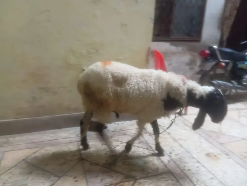 Urgently Sale Healthy Active Chatra Final Rate no Bhees — photo 5