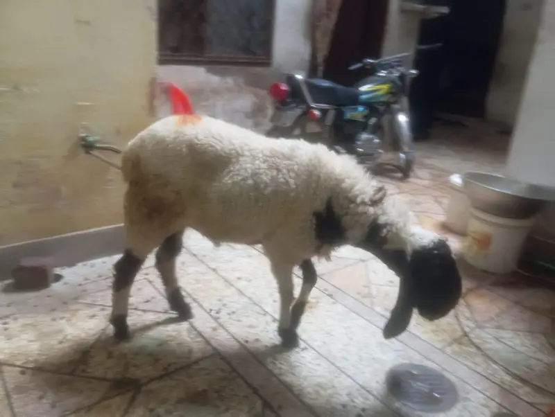 Urgently Sale Healthy Active Chatra Final Rate no Bhees — photo 6