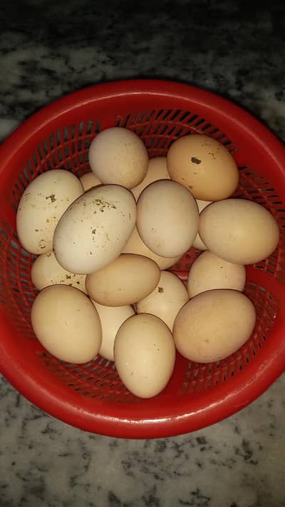 desi misri fertile eggs