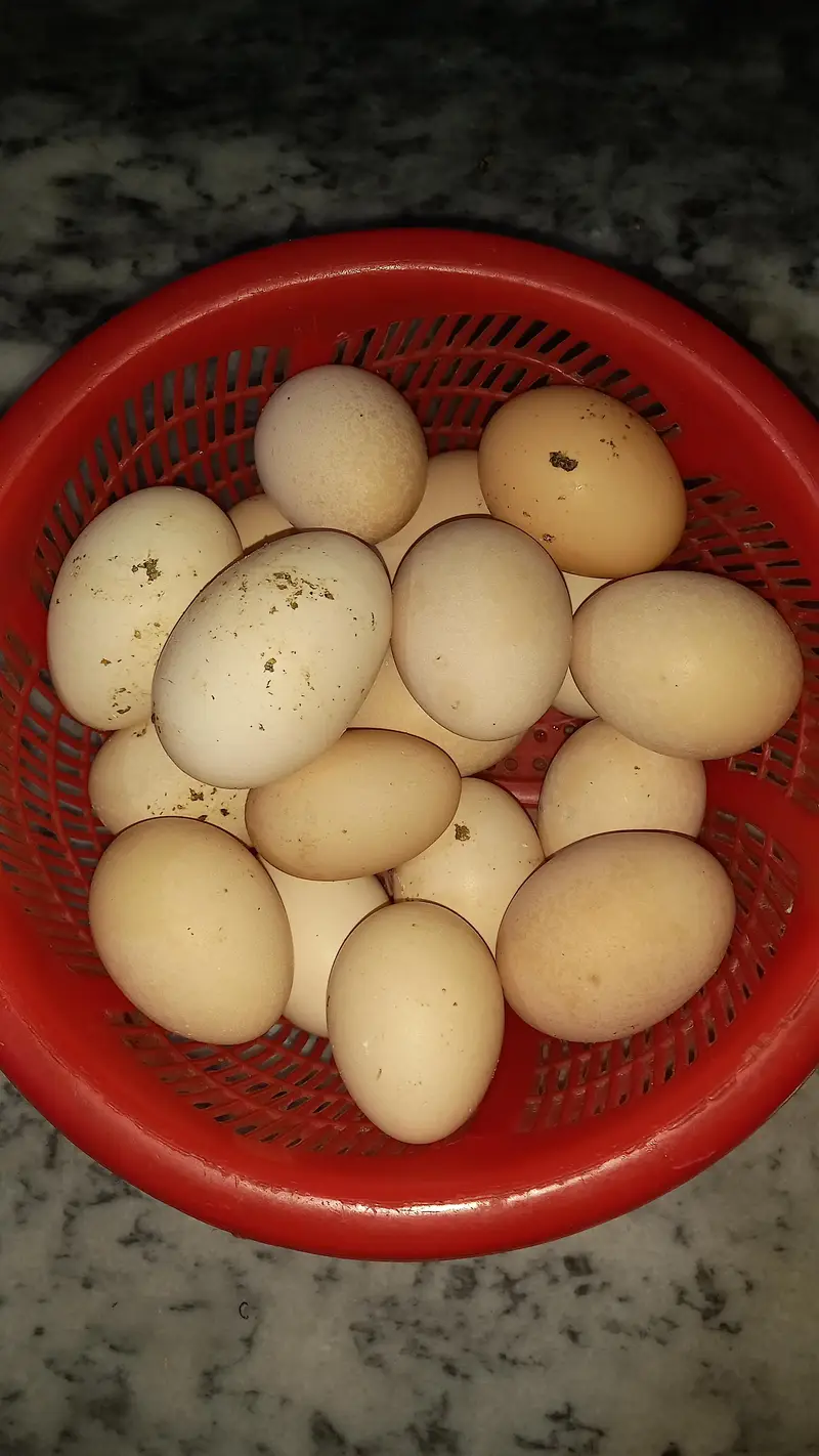 desi misri fertile eggs