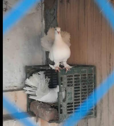 lucky pigeon