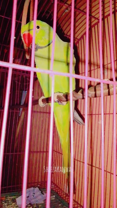 green parrot