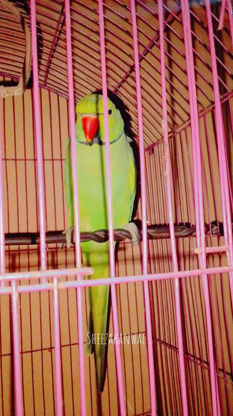 green parrot — photo 2