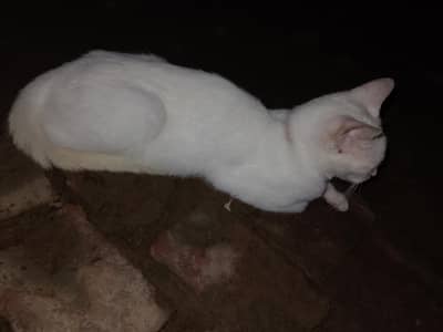 cat for sale