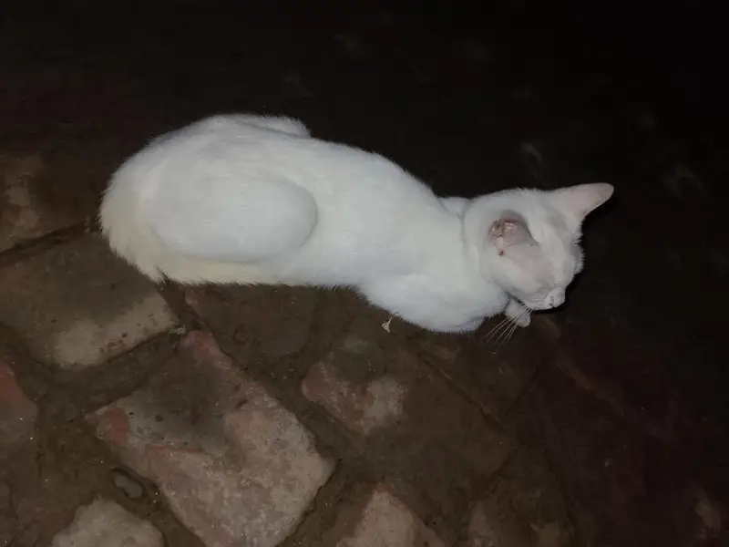 cat for sale — photo 2