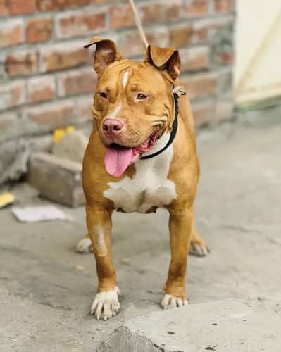 American pitbull female (breeder female)