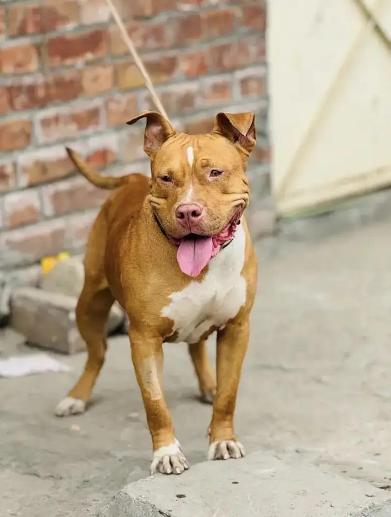 American pitbull female (breeder female) — photo 2