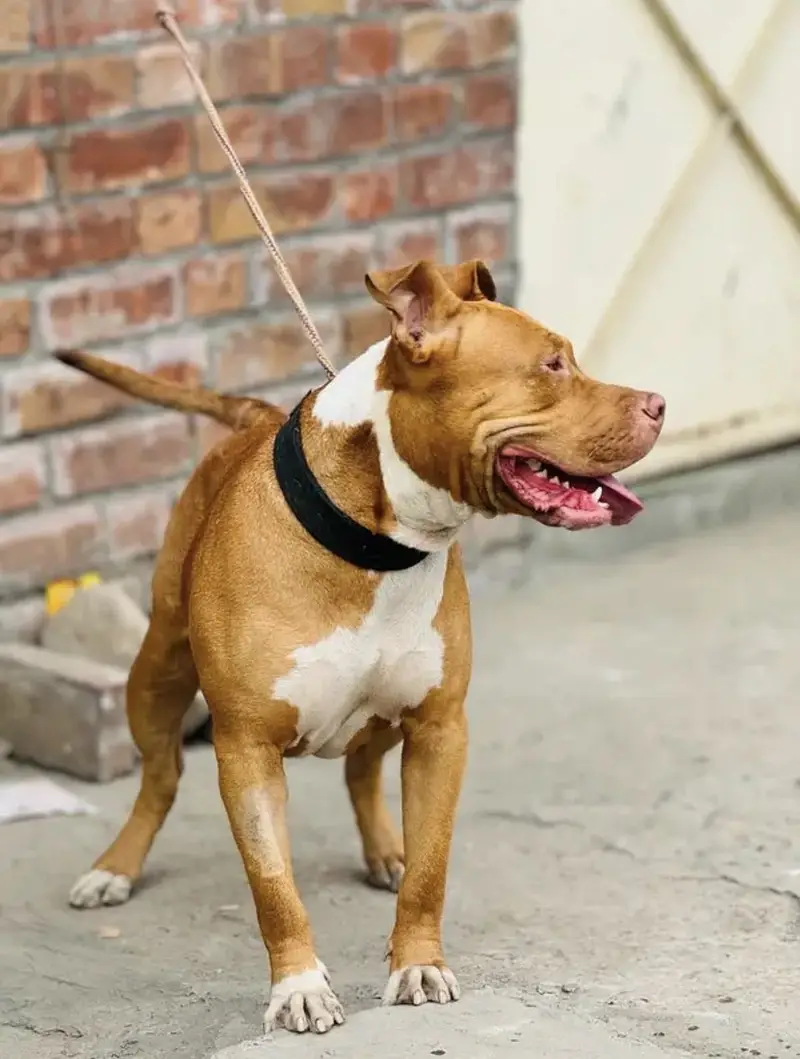 American pitbull female (breeder female) — photo 3