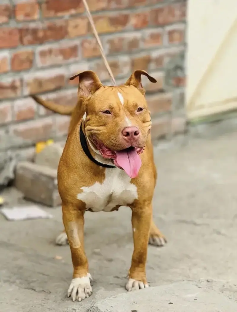 American pitbull female (breeder female) — photo 4