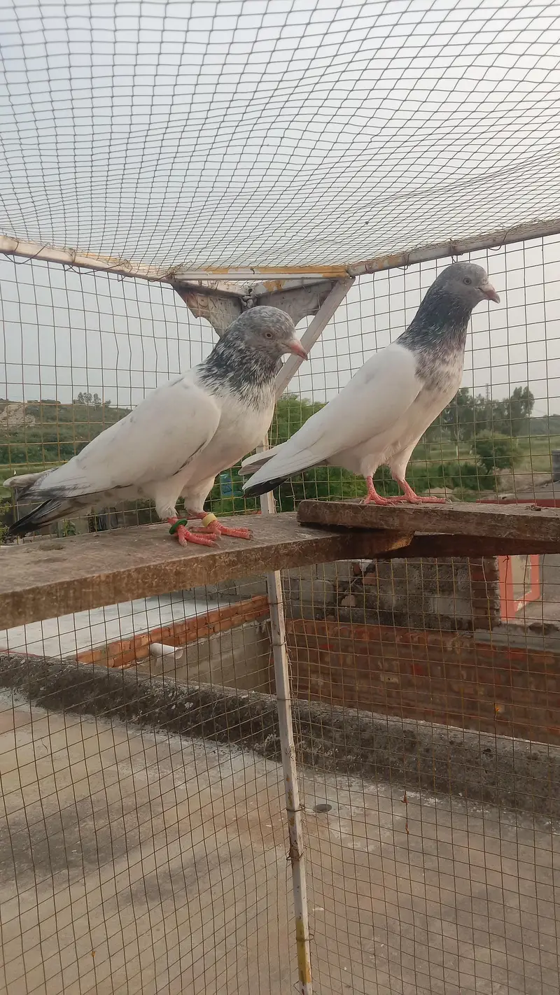 golden dabwala  ferzopuri highflyer breader and perwazi Kbotr — photo 2