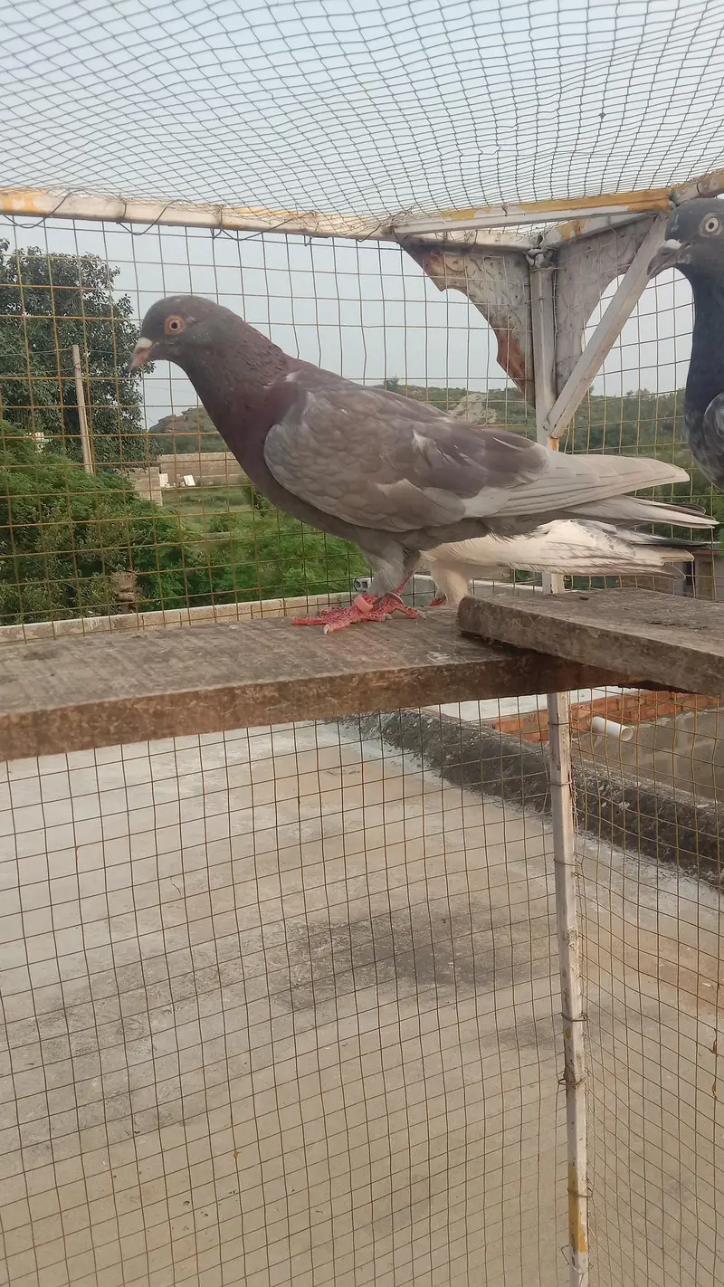 golden dabwala  ferzopuri highflyer breader and perwazi Kbotr — photo 3