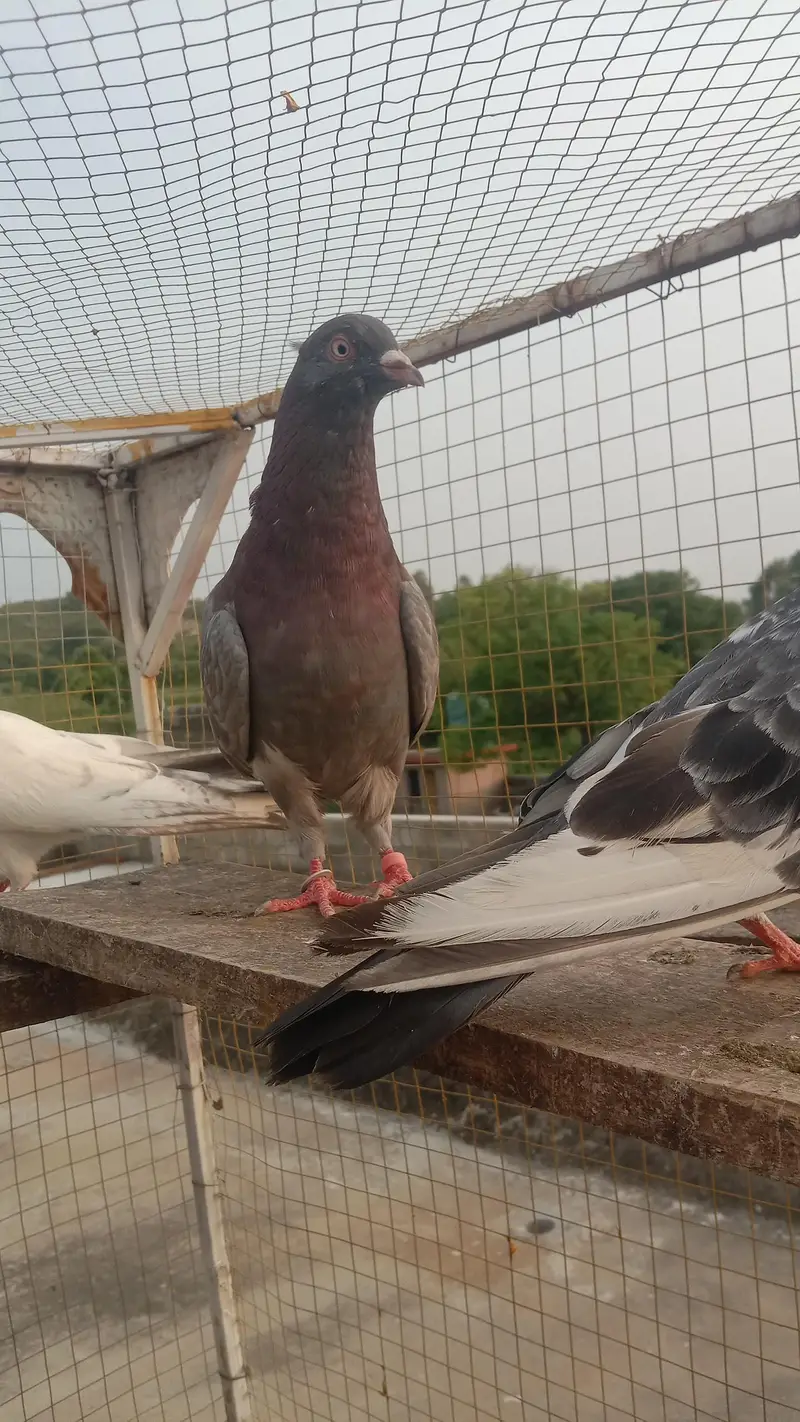 golden dabwala  ferzopuri highflyer breader and perwazi Kbotr — photo 4