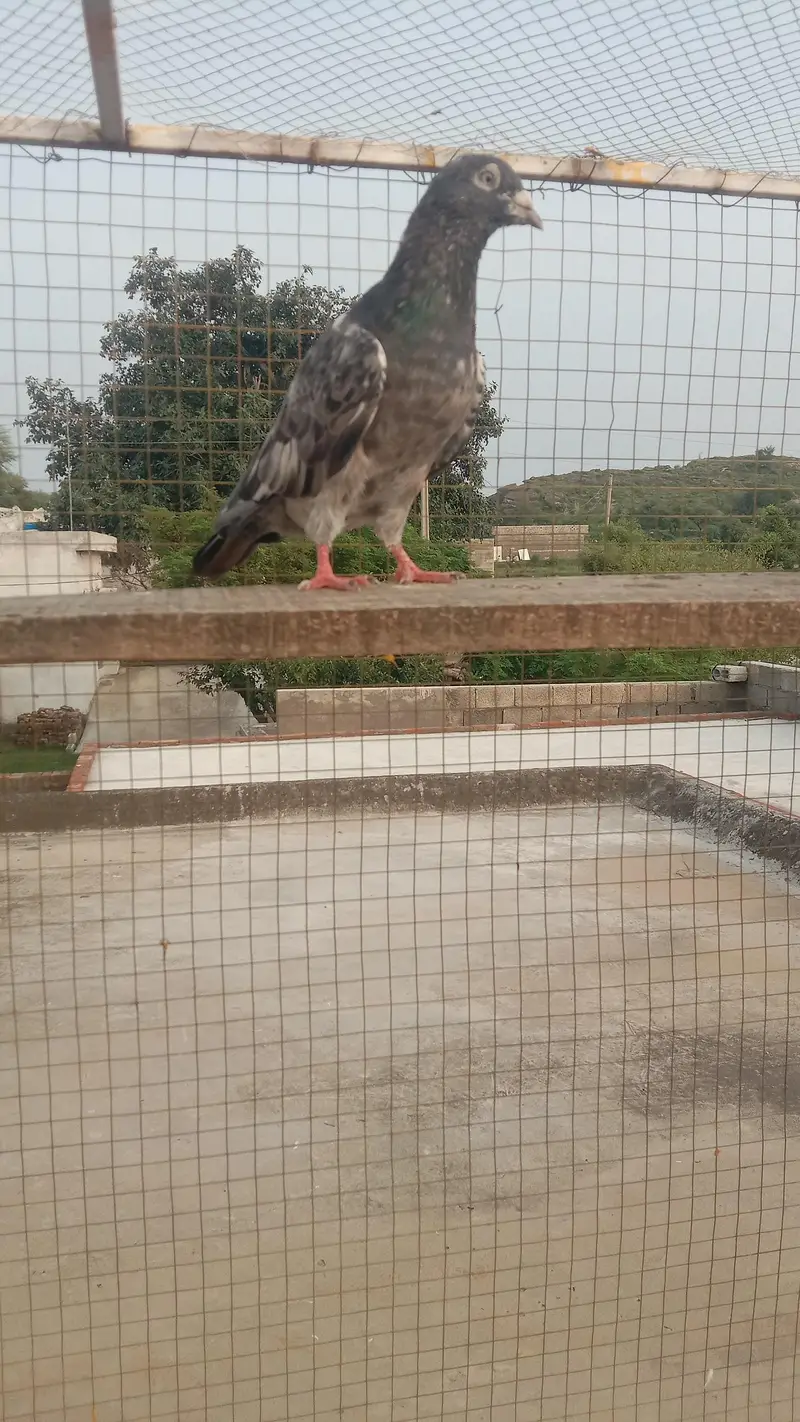golden dabwala  ferzopuri highflyer breader and perwazi Kbotr — photo 5