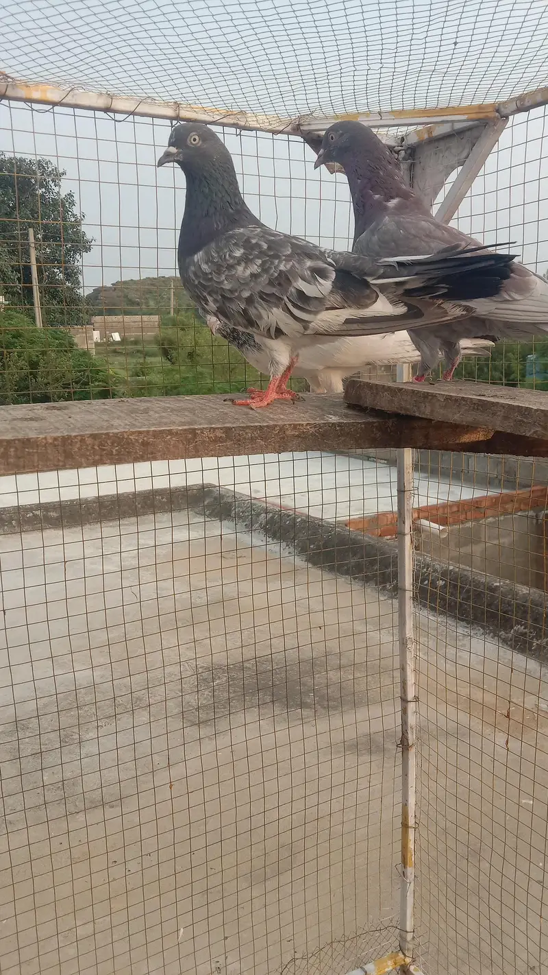 golden dabwala  ferzopuri highflyer breader and perwazi Kbotr — photo 6