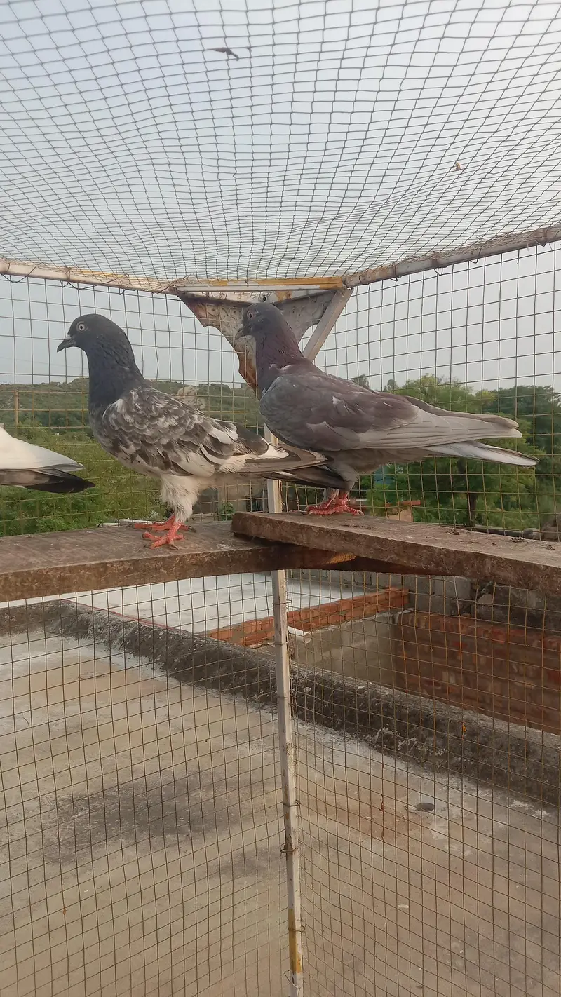 golden dabwala  ferzopuri highflyer breader and perwazi Kbotr — photo 7