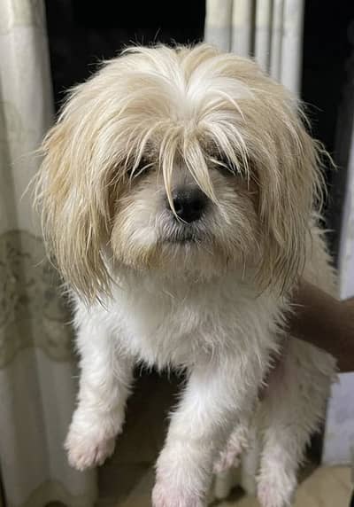 Sitzuh 04 month female