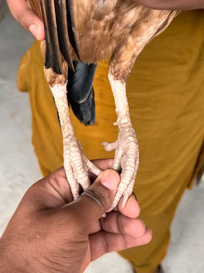 aseel pair for sale — photo 9
