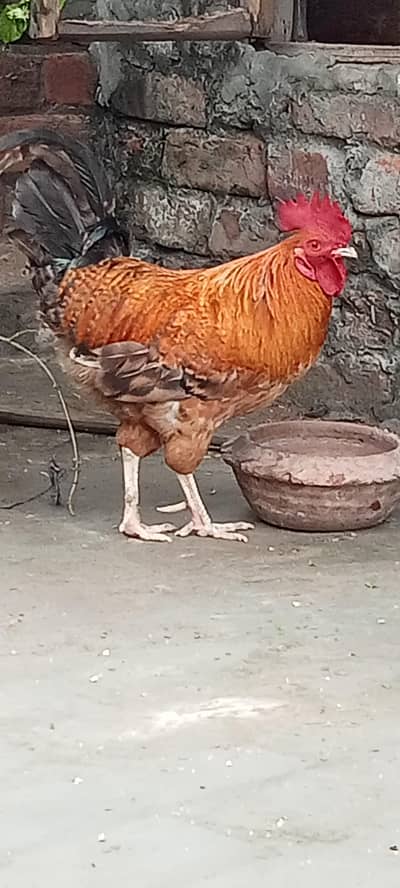 sheil murgi and Desi murga