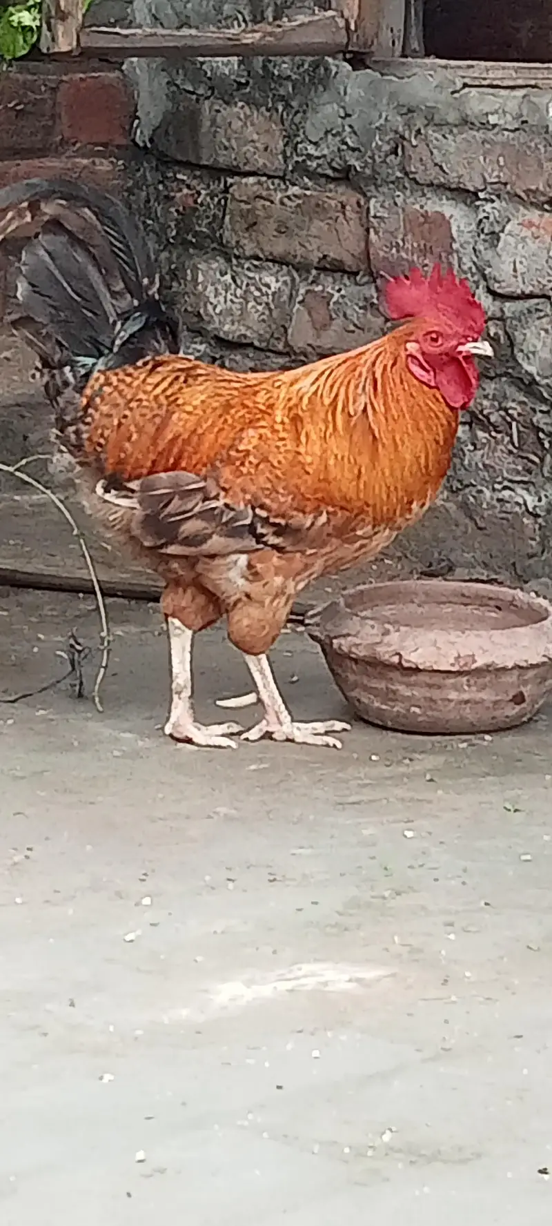 sheil murgi and Desi murga