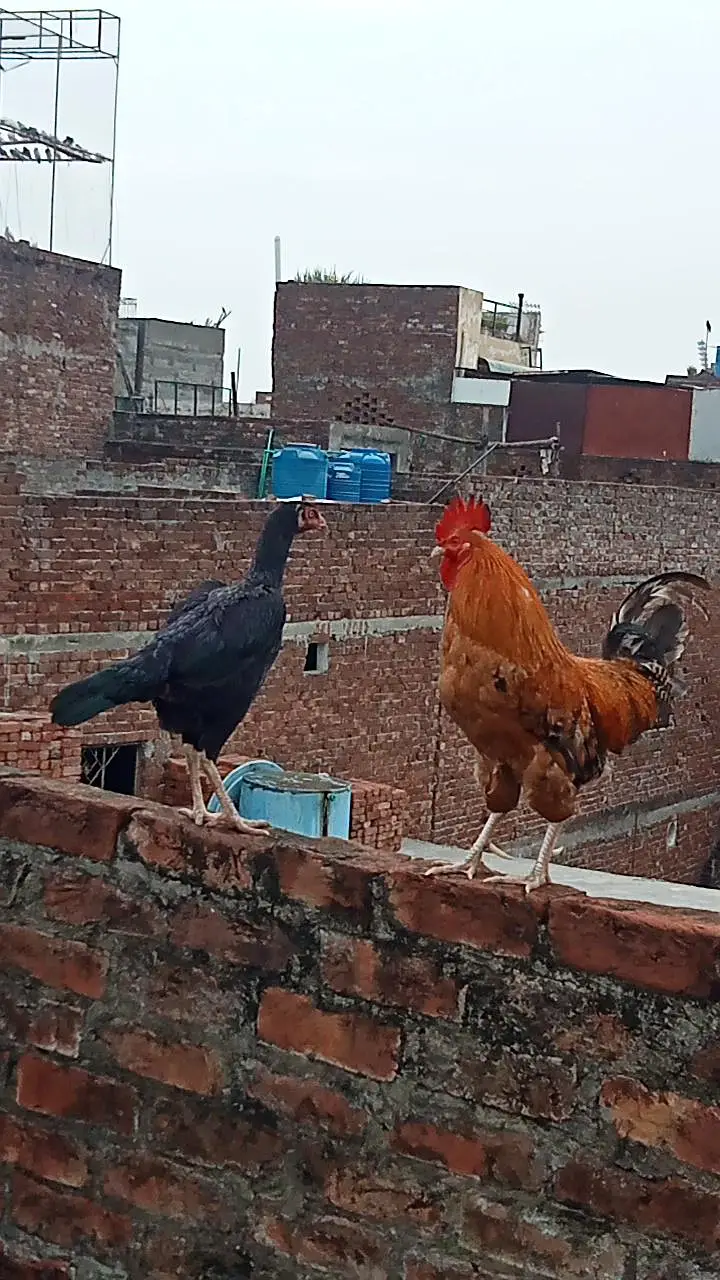 sheil murgi and Desi murga — photo 2