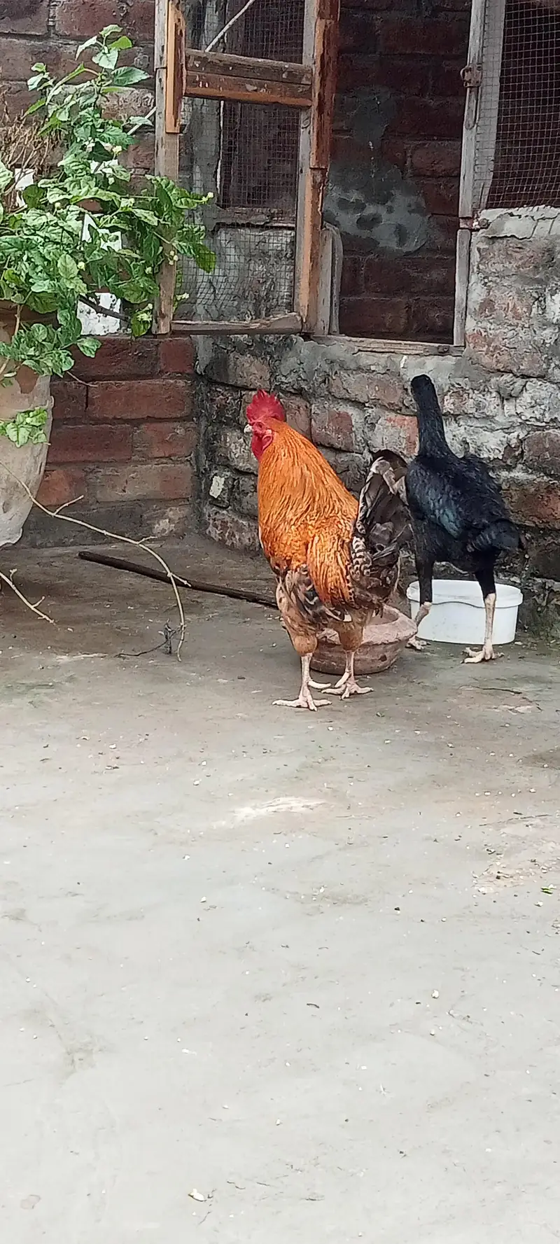 sheil murgi and Desi murga — photo 3