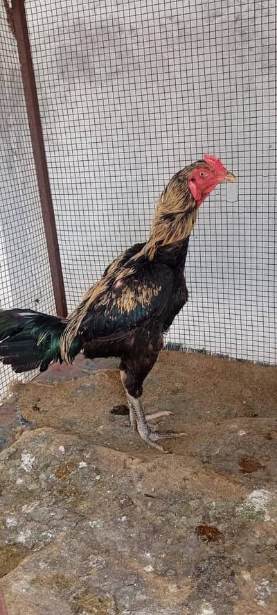 Burma Aseel For Sale