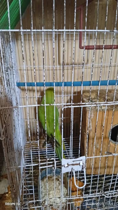 6 month ring neck for sale